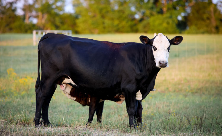 A photo of a black mama cow feeding her baby calf in a green pasture.